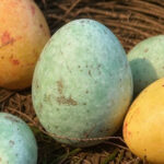 Nussnougat - Dragee Osterpraline Gr&uuml;n